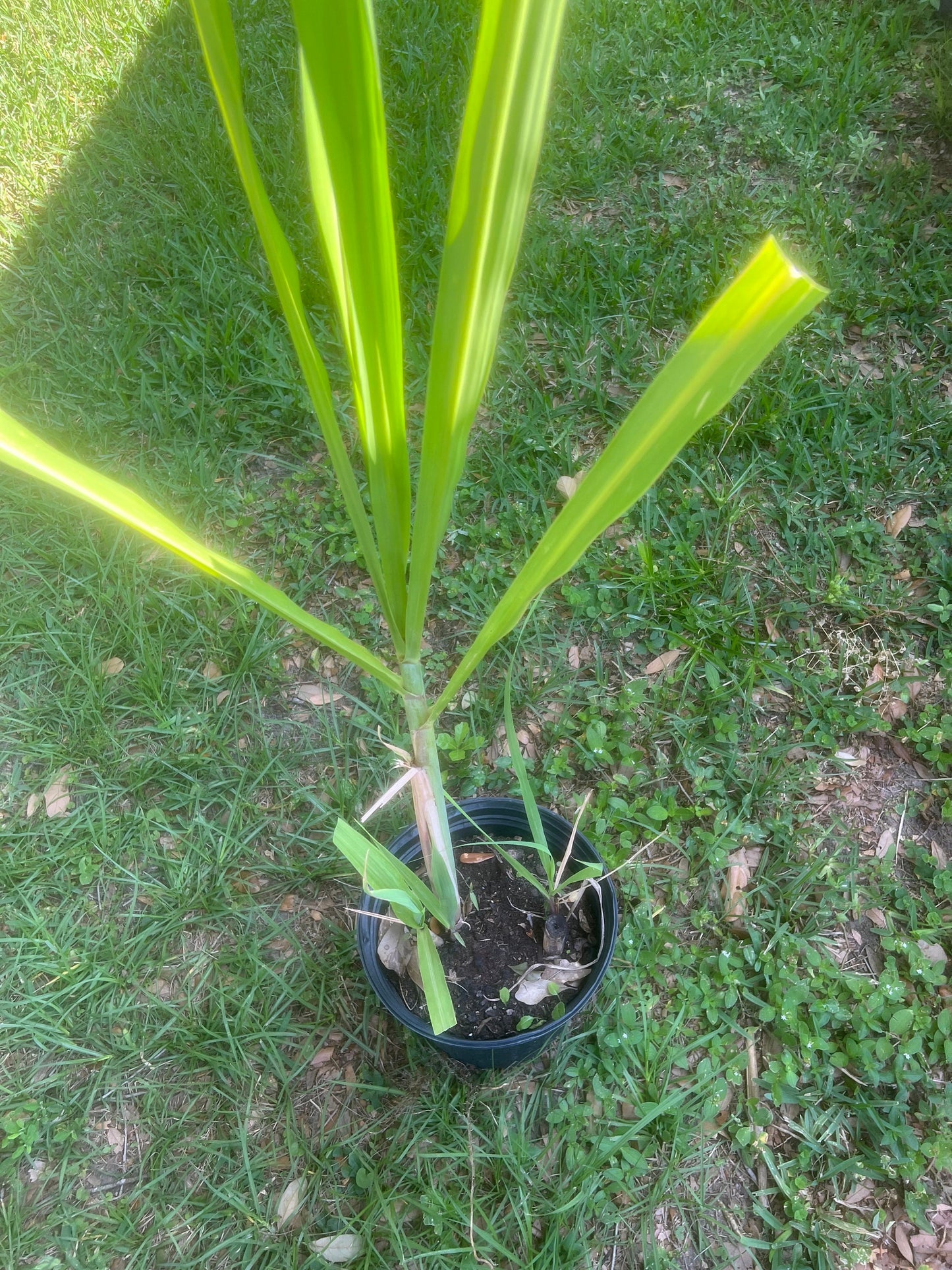 Red Sugar Cane 1 plant