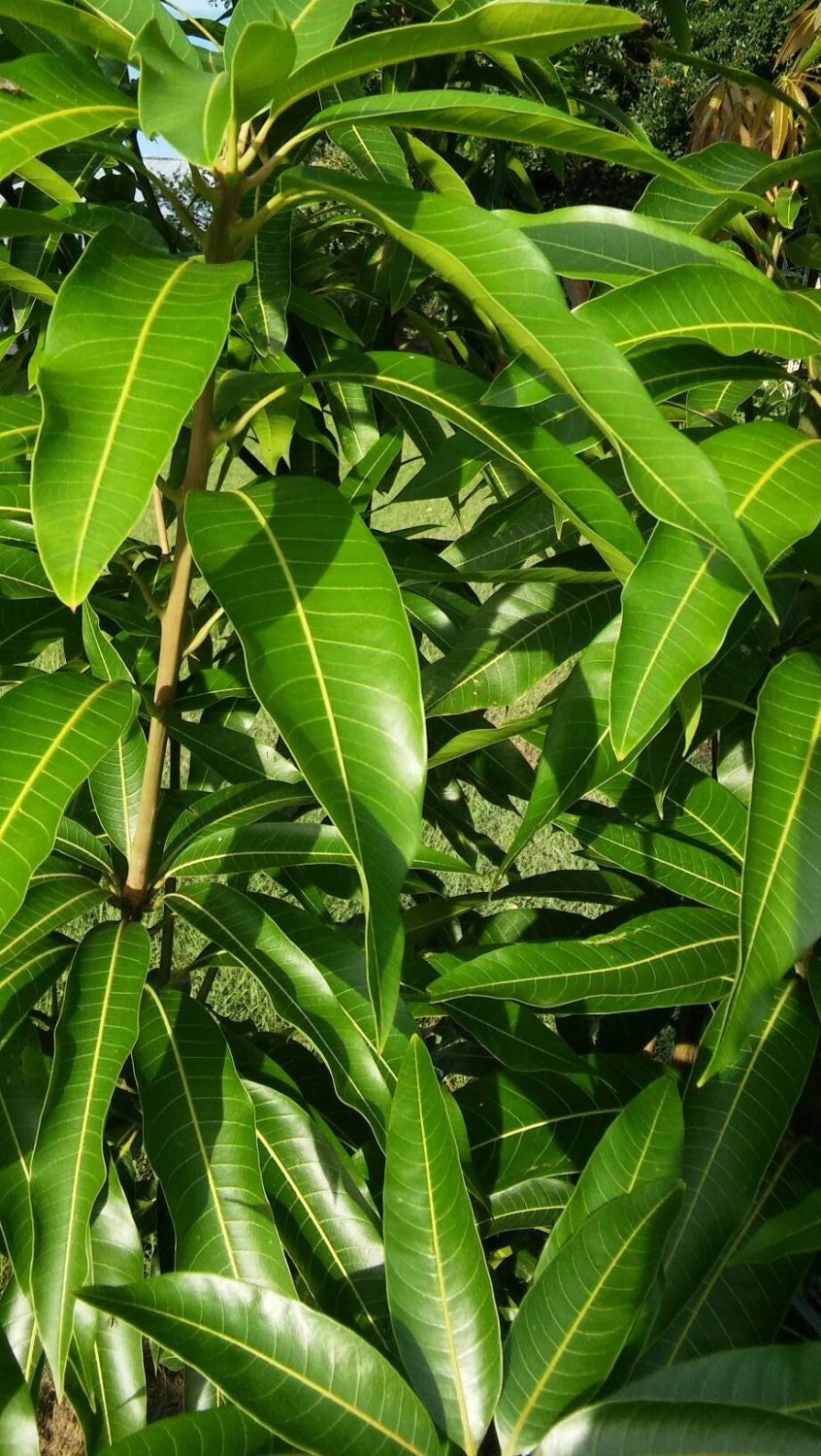 25 Fresh Mango Leafs Leaves (Organically Grown ) Organic Herb