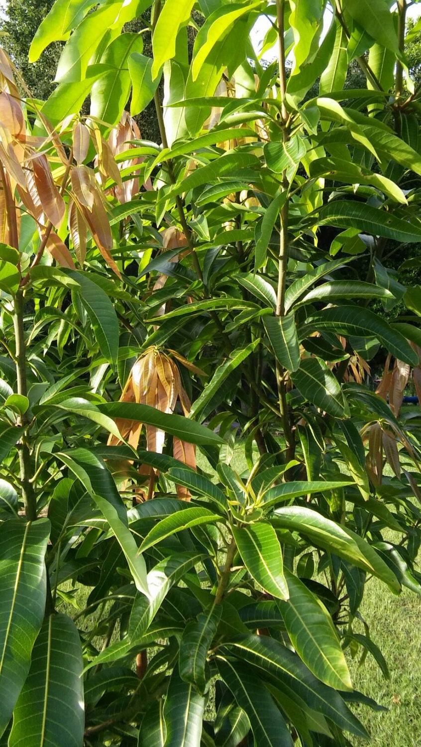 25 Fresh Mango Leafs Leaves (Organically Grown ) Organic Herb