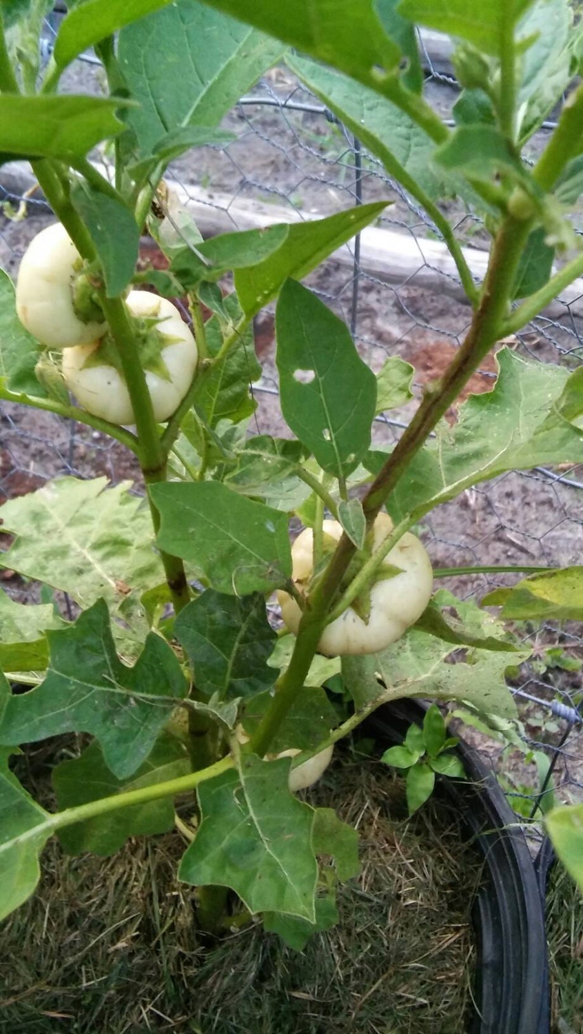 African Eggplant Seeds, Bitter Balls, Garden Eggs, Liberian Eggplant, Solanum Aethiopicum,White Ribbed, Rare