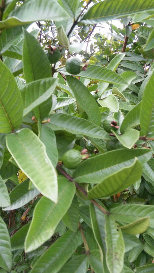 Guava Leaves. Organically Grown Guava Tea Leaves. Pesticides Free Guava Tea Leaves