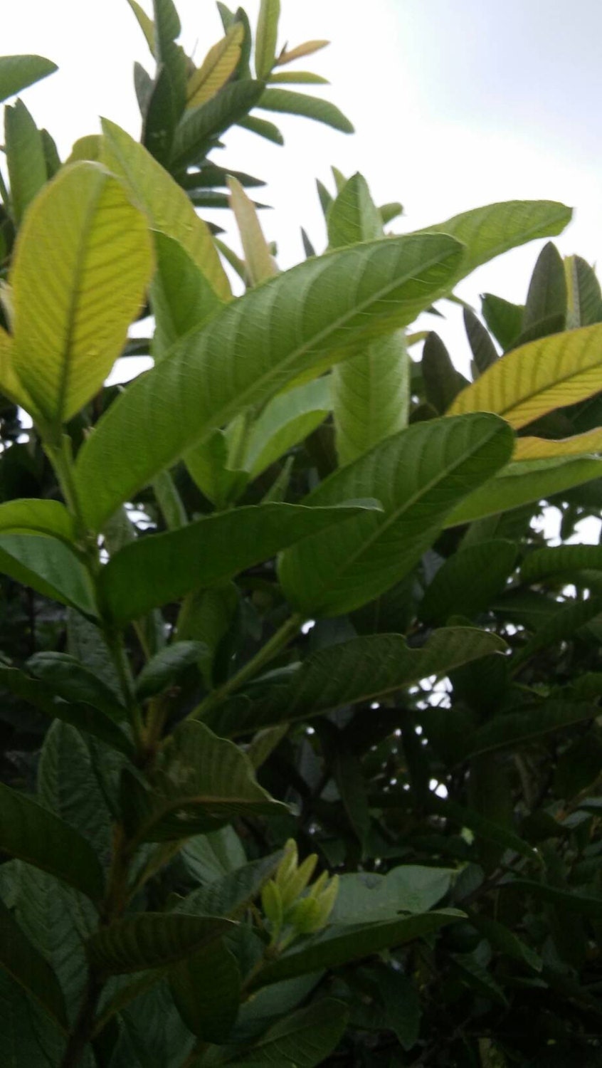 Guava Leaves. Organically Grown Guava Tea Leaves. Pesticides Free Guava Tea Leaves