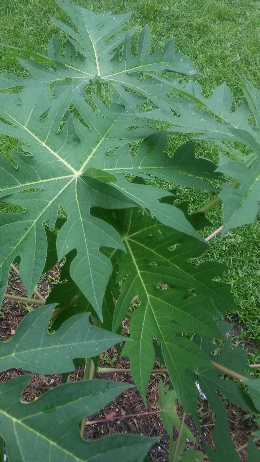 Fresh Papaya Leaves Organically Grown