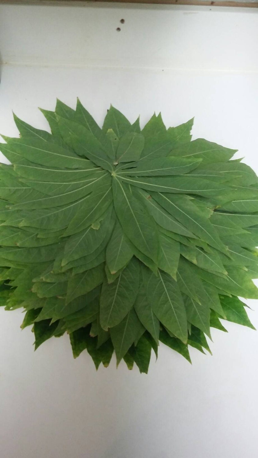 Fresh Cassava Leaves, 1lb