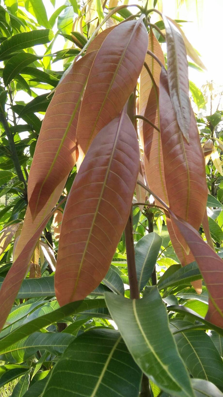 25 Fresh Mango Leafs Leaves (Organically Grown ) Organic Herb