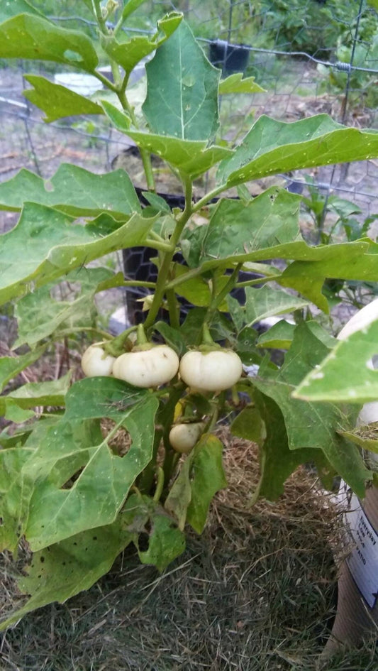 African Eggplant Seeds, Bitter Balls, Garden Eggs, Liberian Eggplant, Solanum Aethiopicum,White Ribbed, Rare