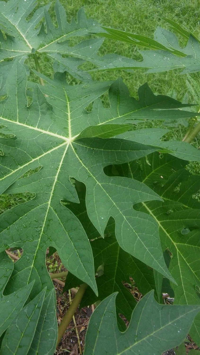 Fresh Papaya Leaves Organically Grown