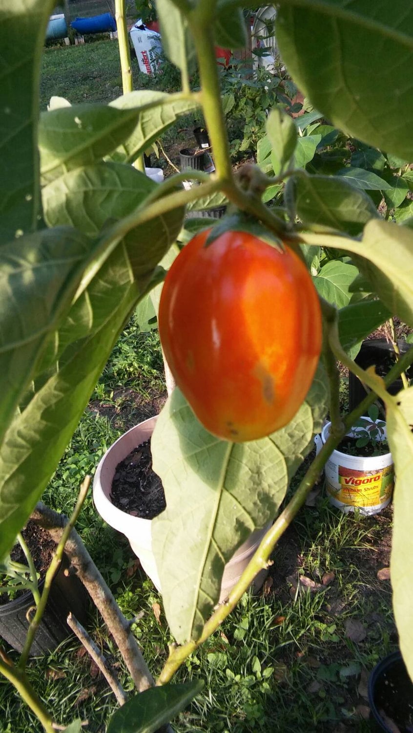 Aubergine, Solanum Melongena,Ghana Eggplant Seeds, Garden Eggs, African Eggplant, Guinea Squash, Rare Seeds