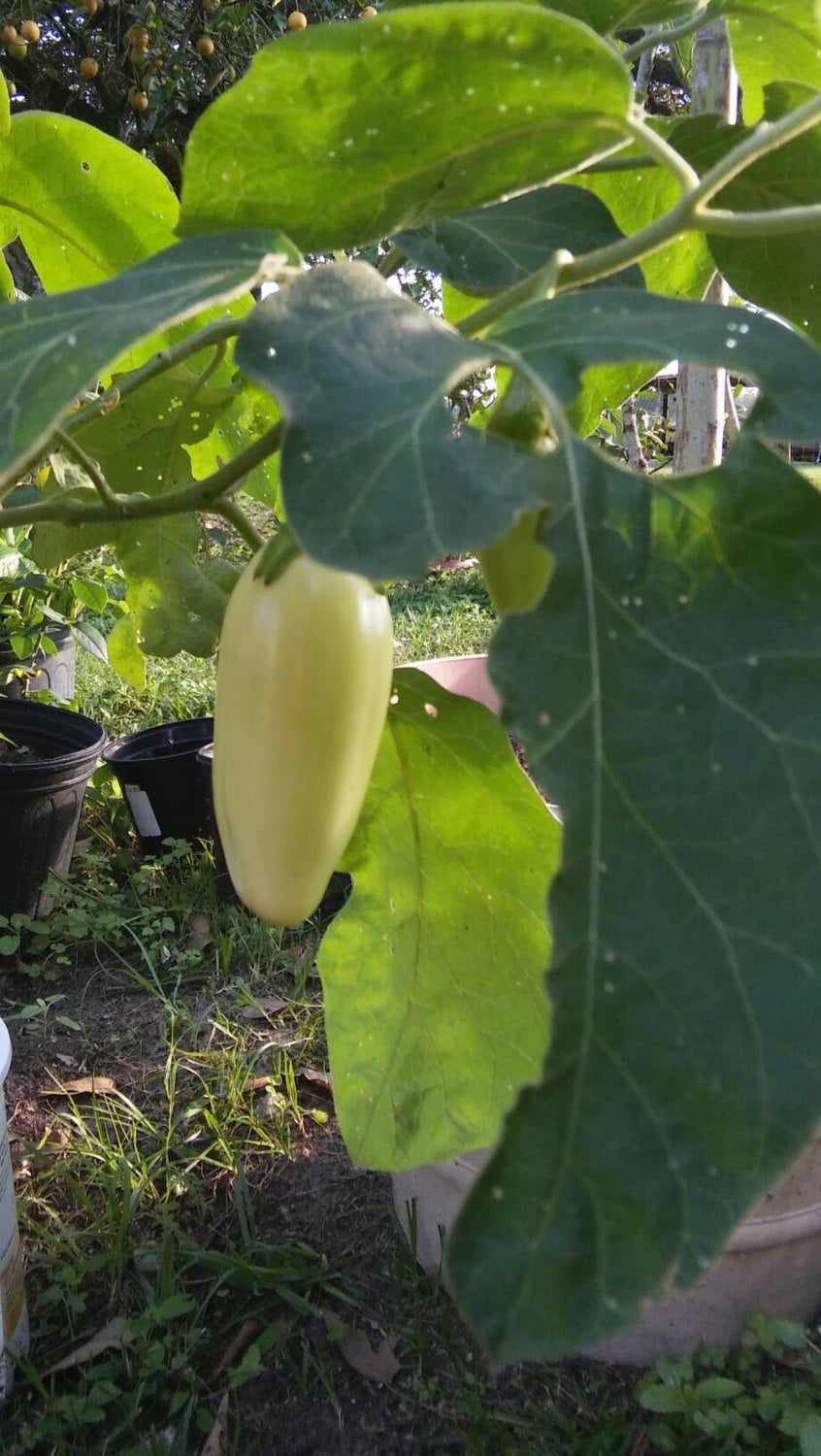 Aubergine, Solanum Melongena,Ghana Eggplant Seeds, Garden Eggs, African Eggplant, Guinea Squash, Rare Seeds