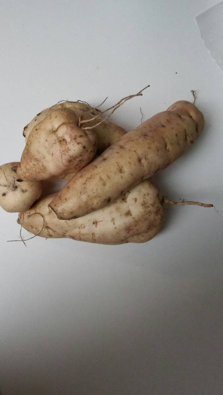 15 Cuttings Of Sweet Potato, African Sweet Potato, Sweet Potato, Ipomoea Batastas, 6 to 7 inch Cuttings