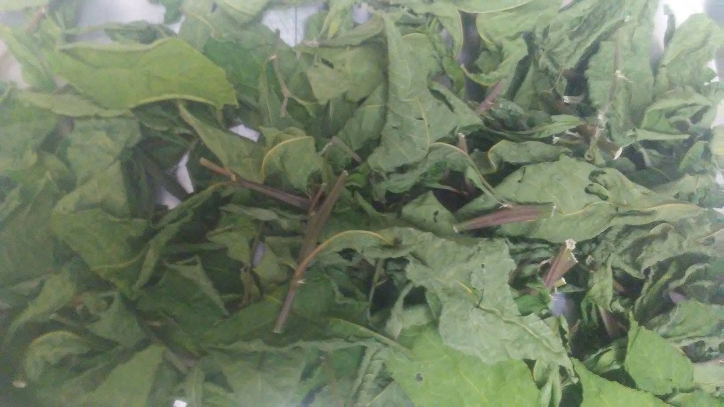 10 oz Packs of. Fresh Cut Anamu Leaves and stems, dried and packaged, Medicinal Tropical Herbs.