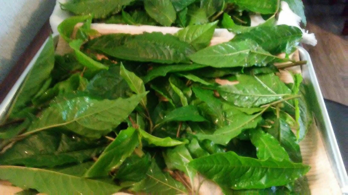 10 oz Packs of. Fresh Cut Anamu Leaves and stems, dried and packaged, Medicinal Tropical Herbs.