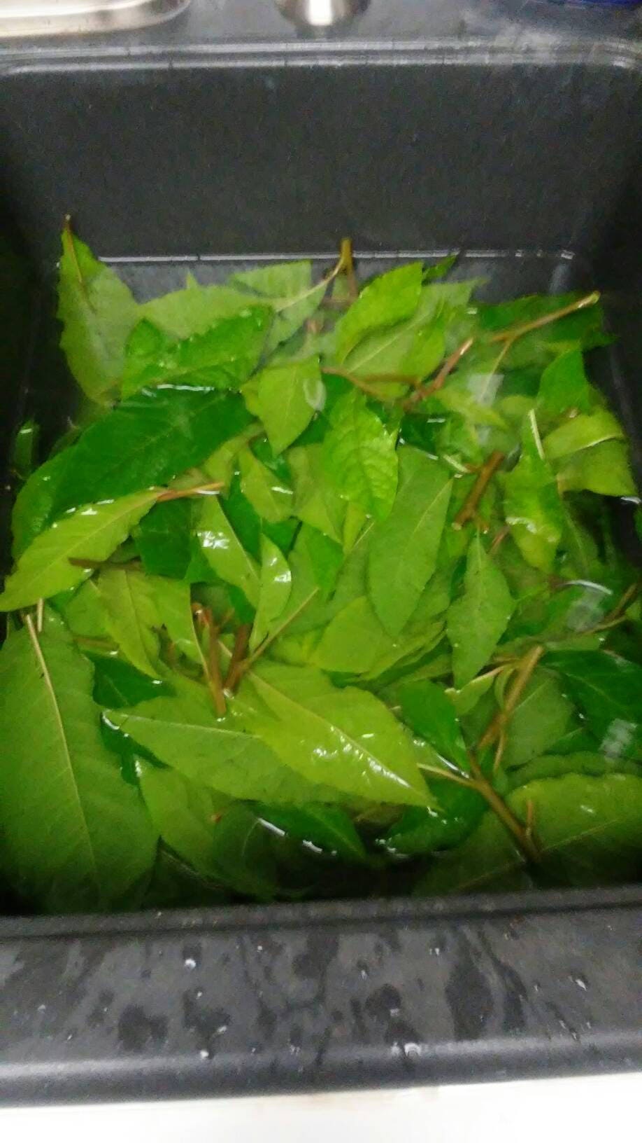 10 oz Packs of. Fresh Cut Anamu Leaves and stems, dried and packaged, Medicinal Tropical Herbs.