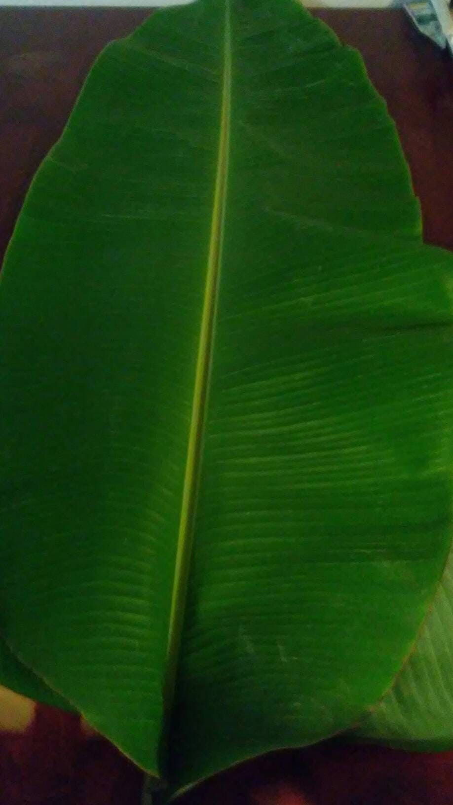 3 Fresh Banana Leaves. Organically Grown Banana Leaves