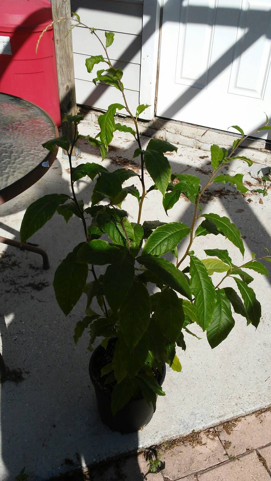 Petiveria Alliacea, Guinea Hen Weed, Anamu, Seeds