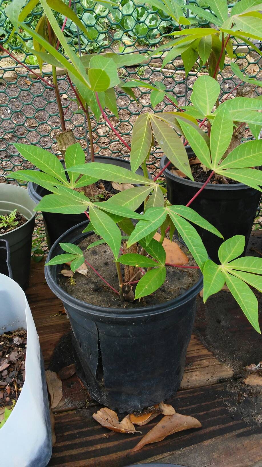 Cassava Plant, Rooted