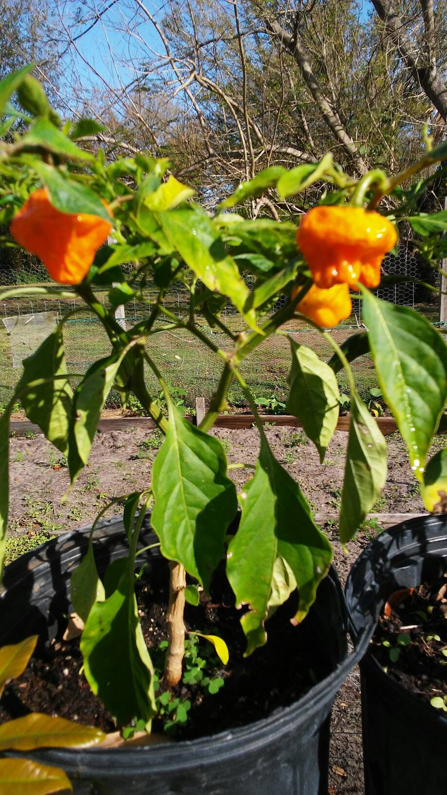 Jamaican Yellow Peppers, Hot Peppers, 20 Seeds