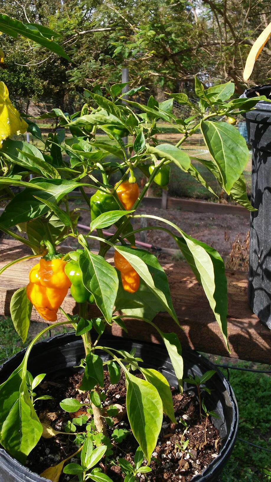 Jamaican Yellow Peppers, Hot Peppers, 20 Seeds