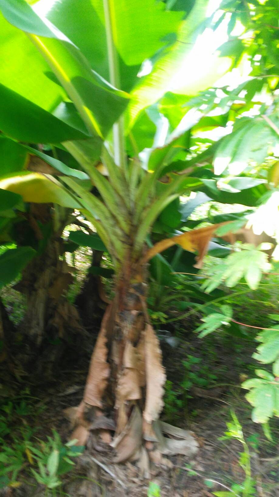 Dwarf Cavendish Banana Plant