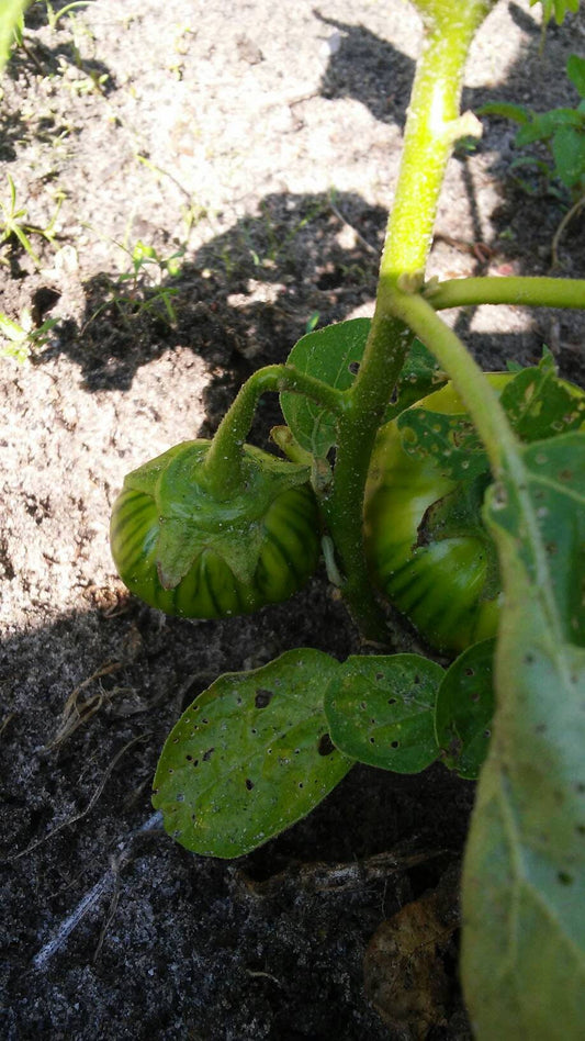 Cookstown Orange, Eggplant bitter ball, garden egg(40 Seeds)