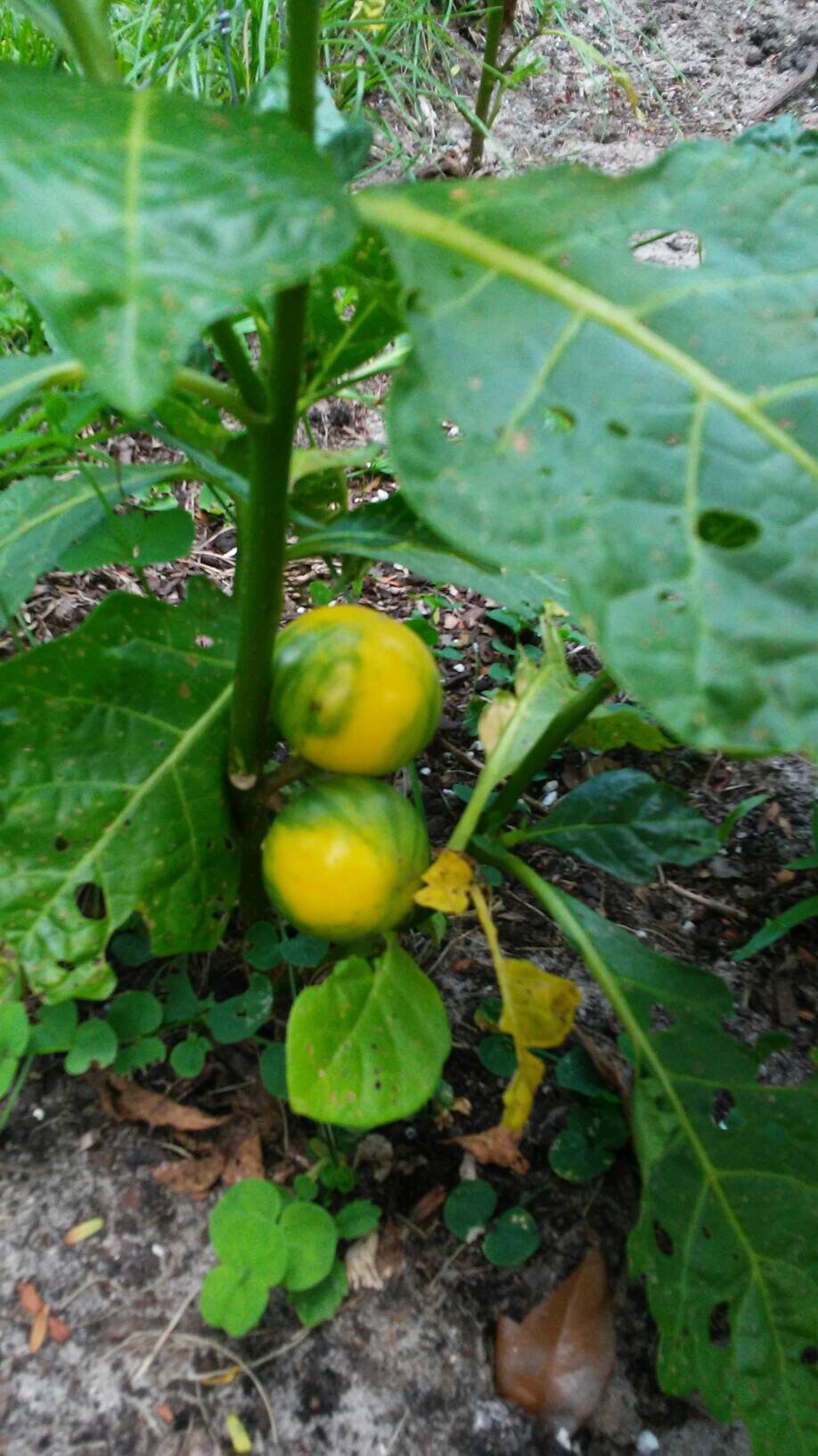 Gbogname Eggplant,Solanum macrocarpon Seeds