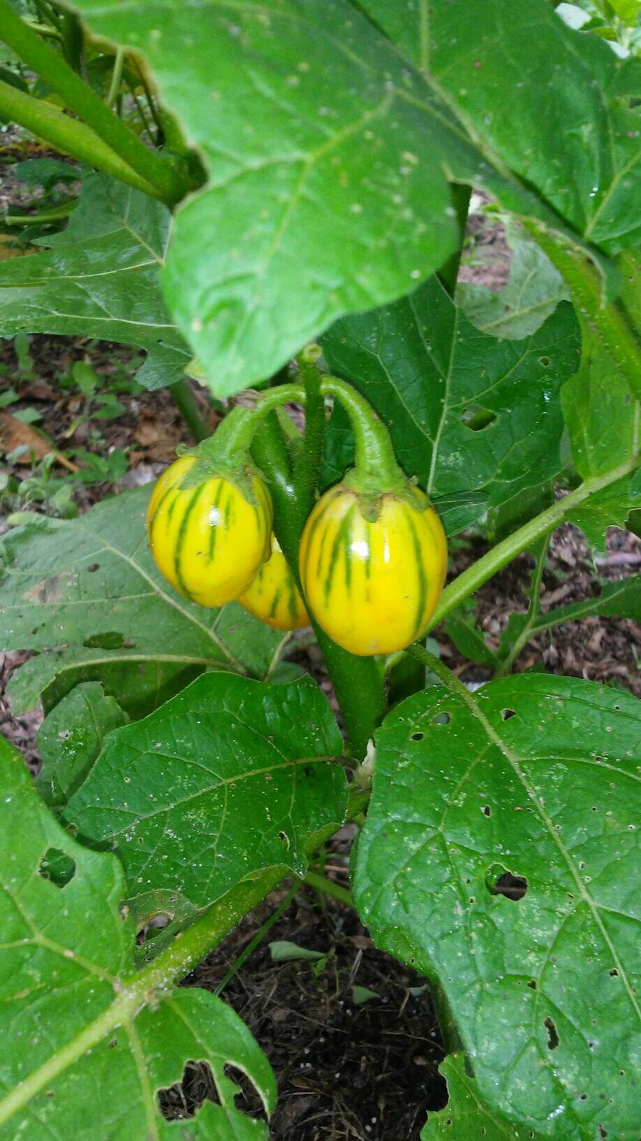 Striped Toga Eggplant Seeds, Solanum Aethiopicum Toga-aubergine-African - seeds