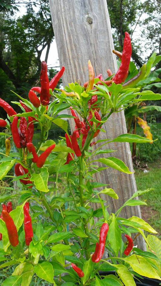 15 Thai Chili Peppers Seeds