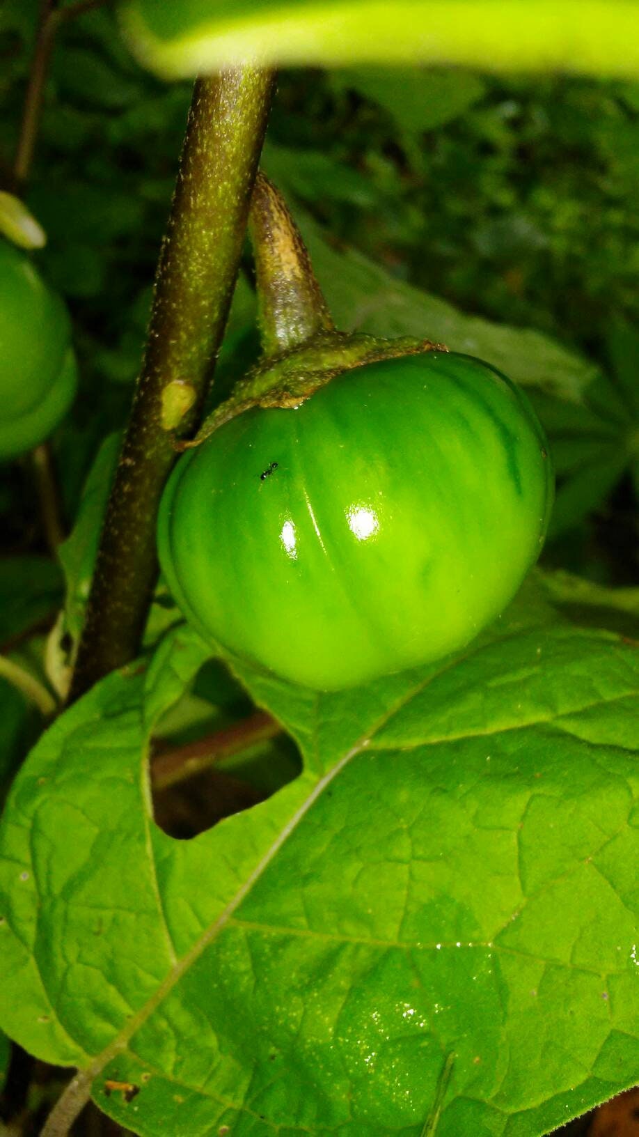 Green, Rare, Liberian Eggplant Seeds, Liberian Garden Eggs Seeds, Green Ribbed