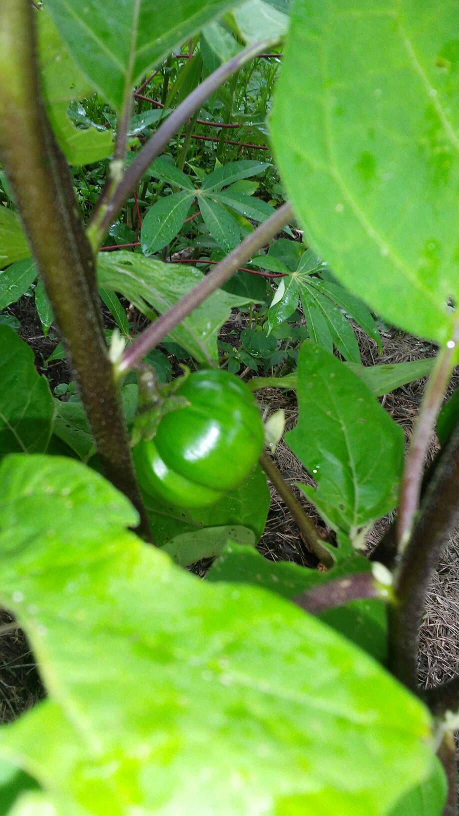 Green, Rare, Liberian Eggplant Seeds, Liberian Garden Eggs Seeds, Green Ribbed