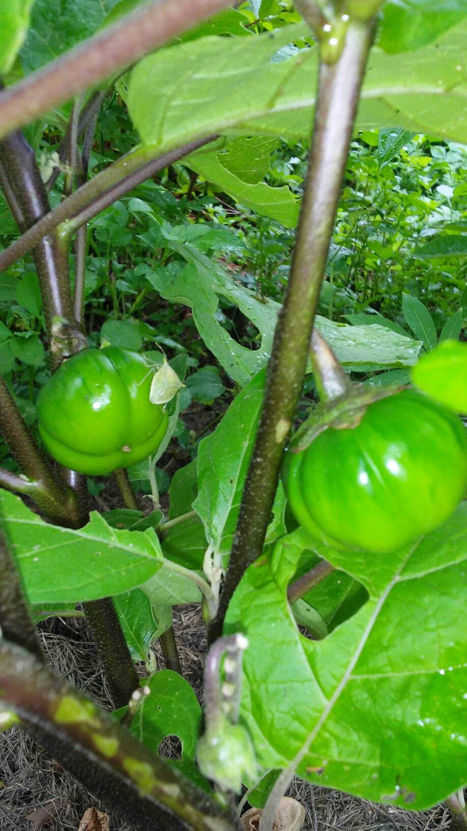 Green, Rare, Liberian Eggplant Seeds, Liberian Garden Eggs Seeds, Green Ribbed