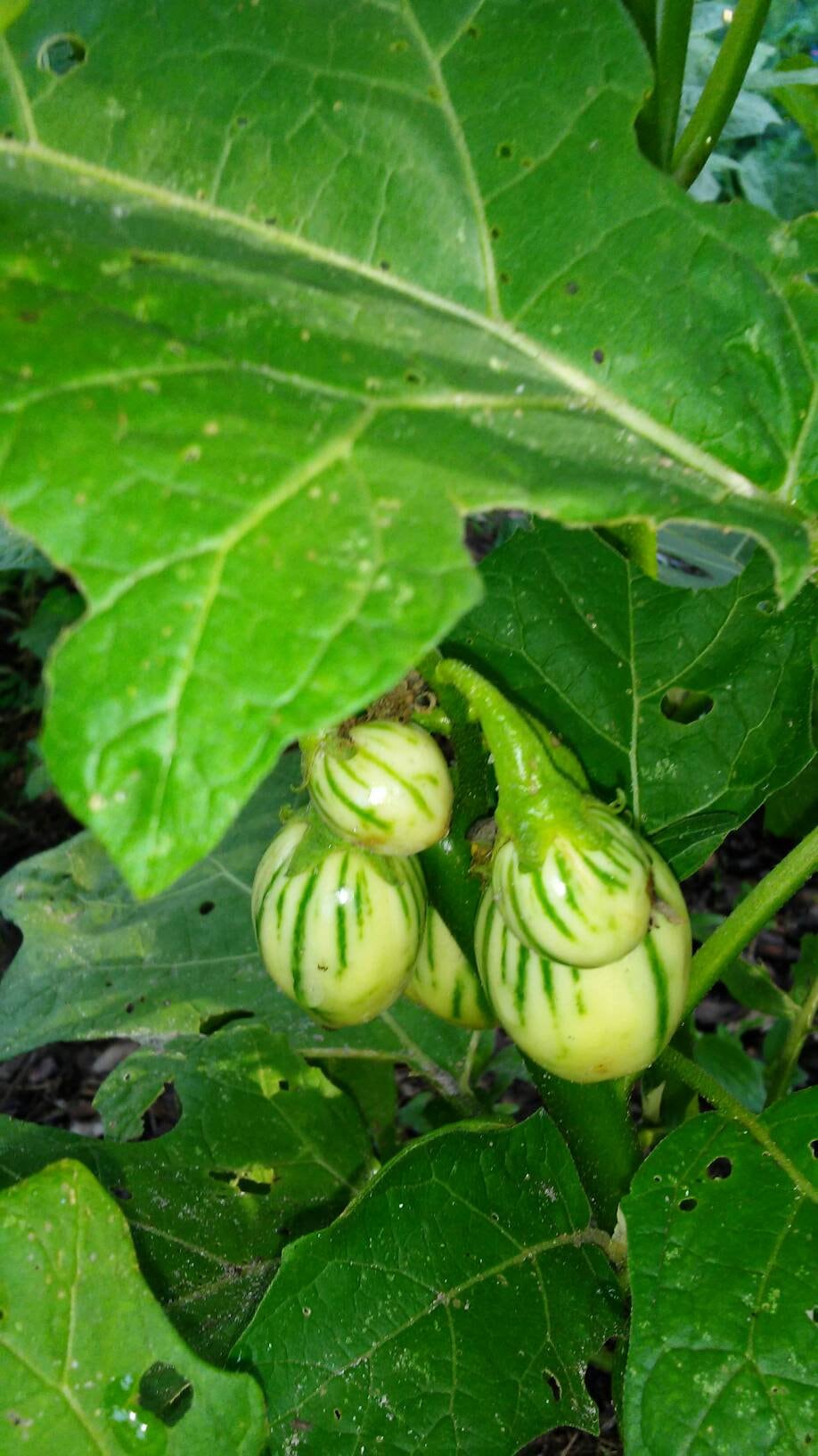 Striped Toga Eggplant Seeds, Solanum Aethiopicum Toga-aubergine-African - seeds