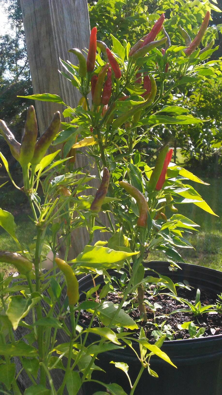 15 Thai Chili Peppers Seeds