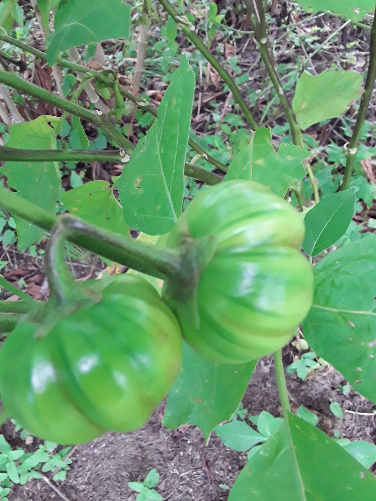 Green, Rare, Liberian Eggplant Seeds, Liberian Garden Eggs Seeds, Green Ribbed