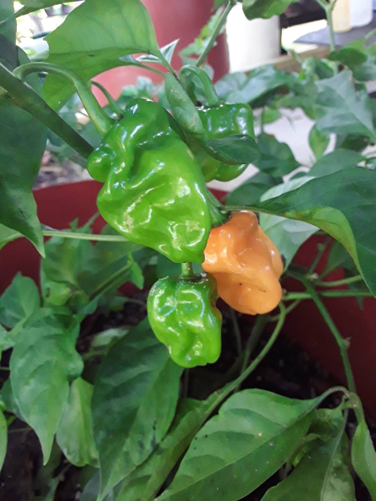 25 Orange Habanero Hot Pepper Seeds