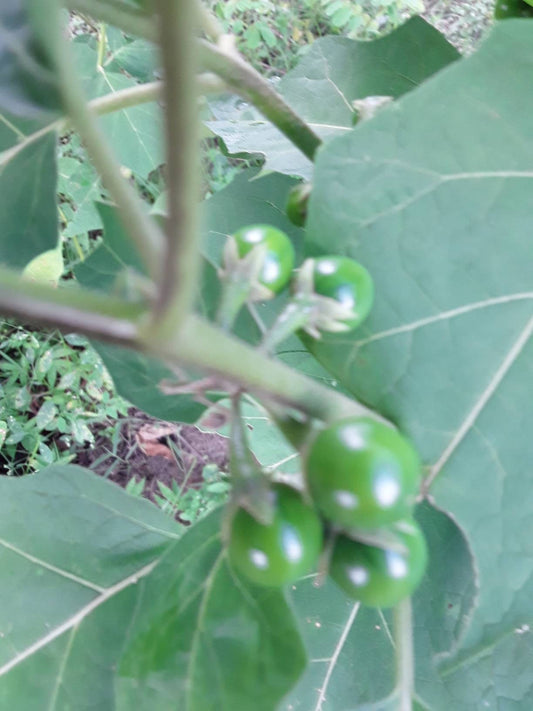 Rare Liberian Kitterly,(Kittiley, Kitilly) Pea Eggplant Seeds, solanum Aguivi. African Eggplant.