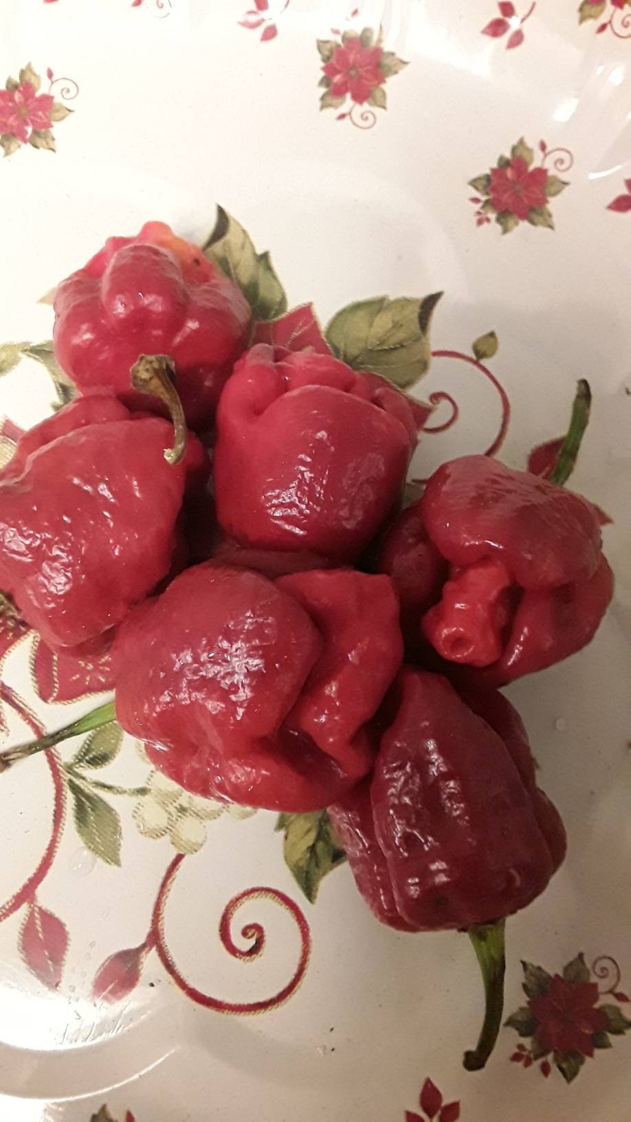 7 Pot Bubble Gum Pepper Seeds, 10 Seeds