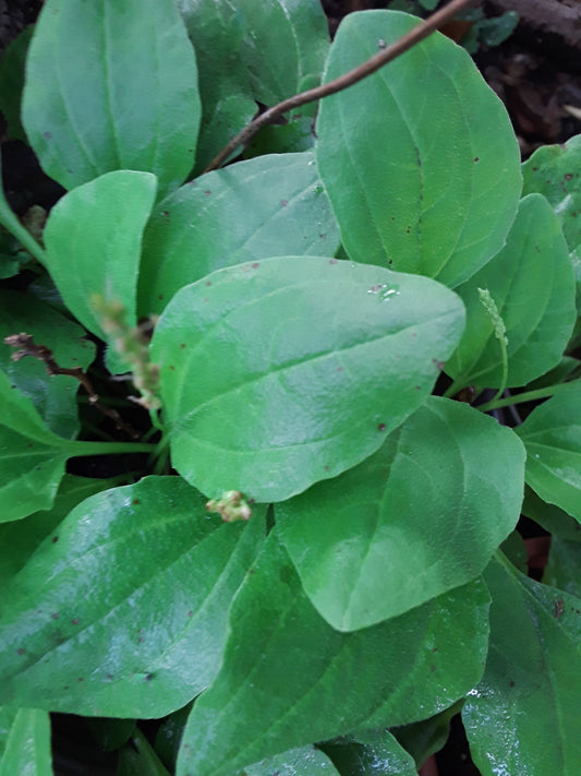 ANCIENT MEDICINAL PLANT Seeds. Broadleaf Plantain, Plantago major 1000+ seeds