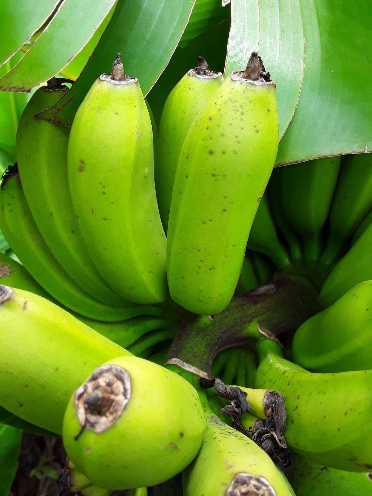 Dwarf Cavendish Banana Plant