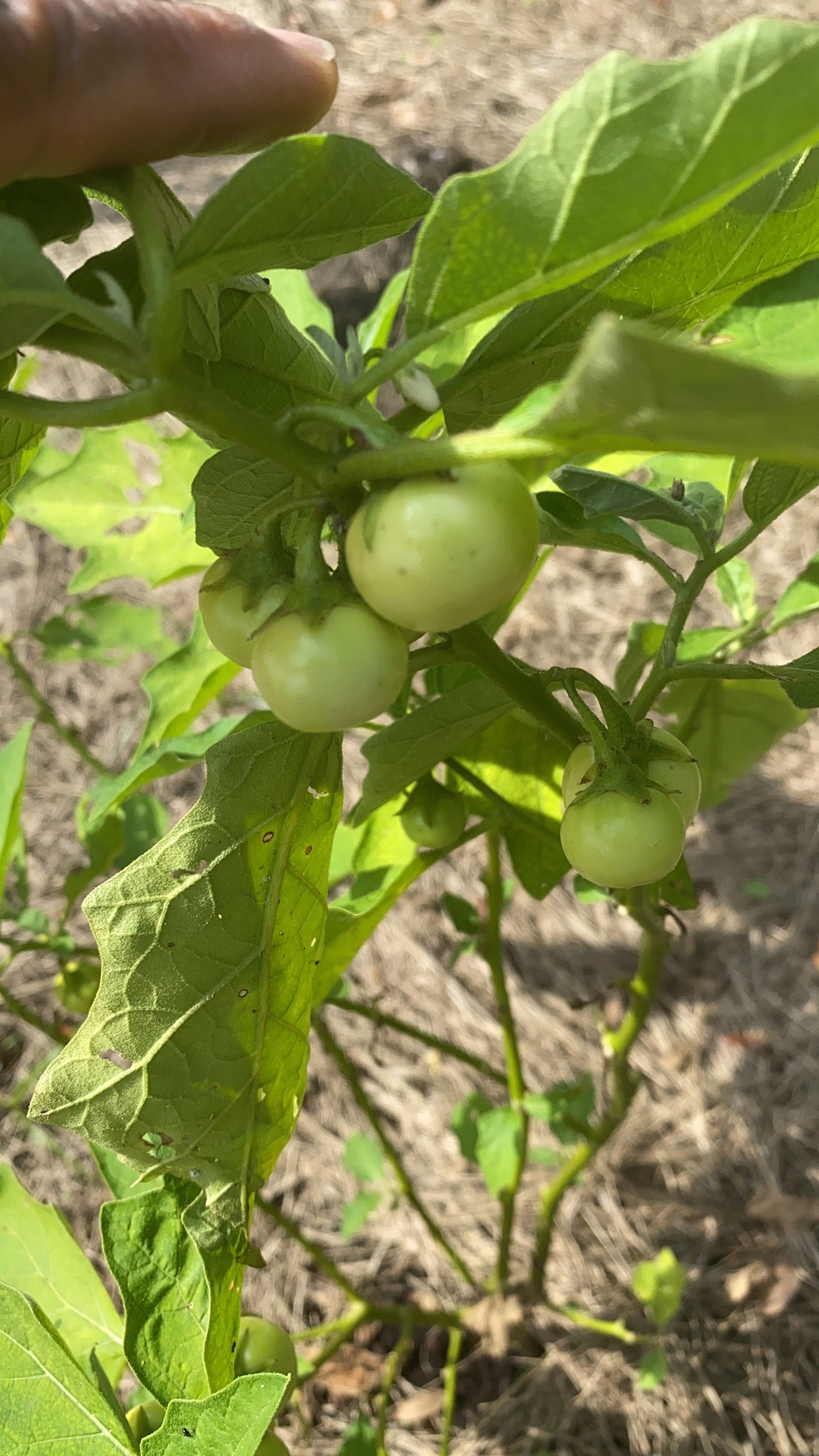 Rare Liberian Bitter Ball Seeds, African Eggplant, Garden Eggs