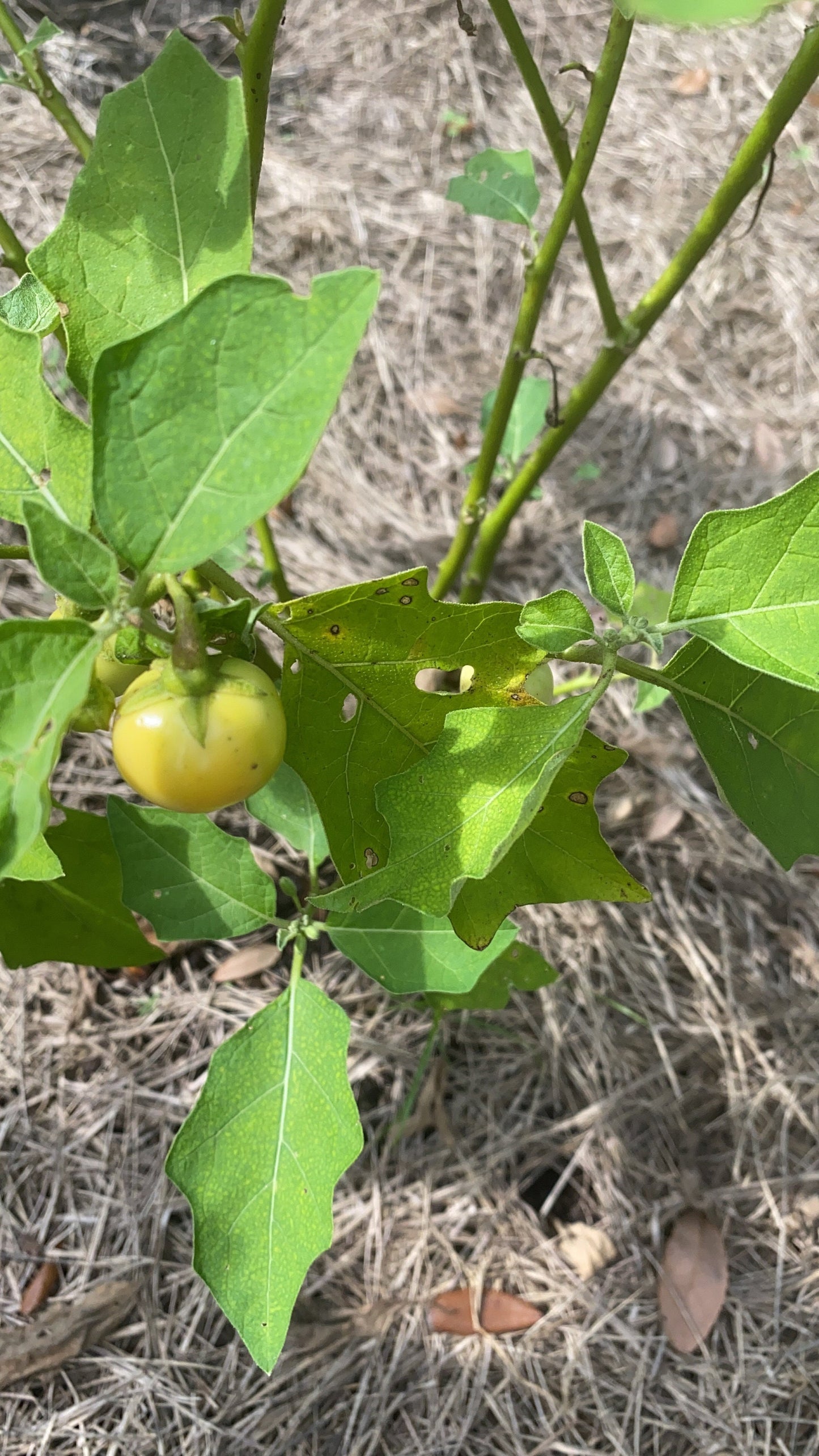 Rare Liberian Bitter Ball Seeds, African Eggplant, Garden Eggs