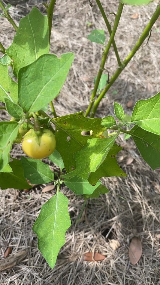 Rare Liberian Bitter Ball Seeds, African Eggplant, Garden Eggs