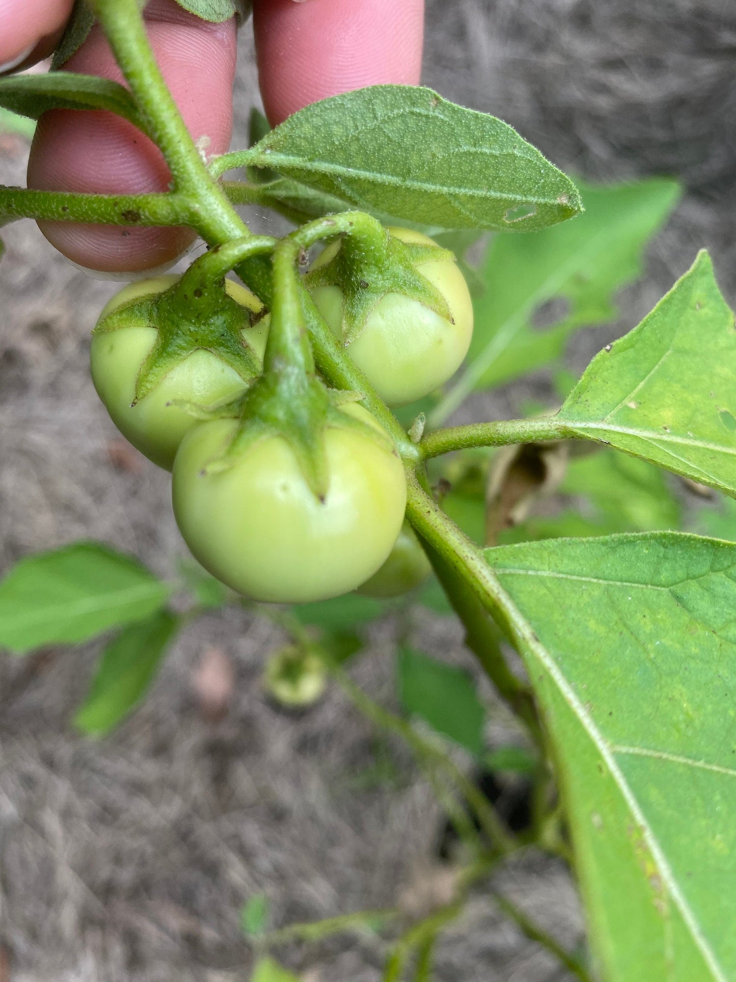 Rare Liberian Bitter Ball Seeds, African Eggplant, Garden Eggs