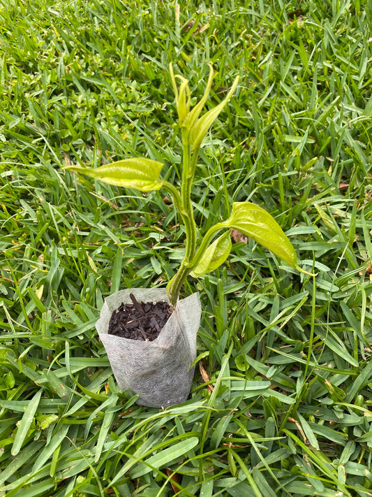 White Jamaican Yam, Guinea Yam Seedlings, African Yam Seedlings. Ready to plant.