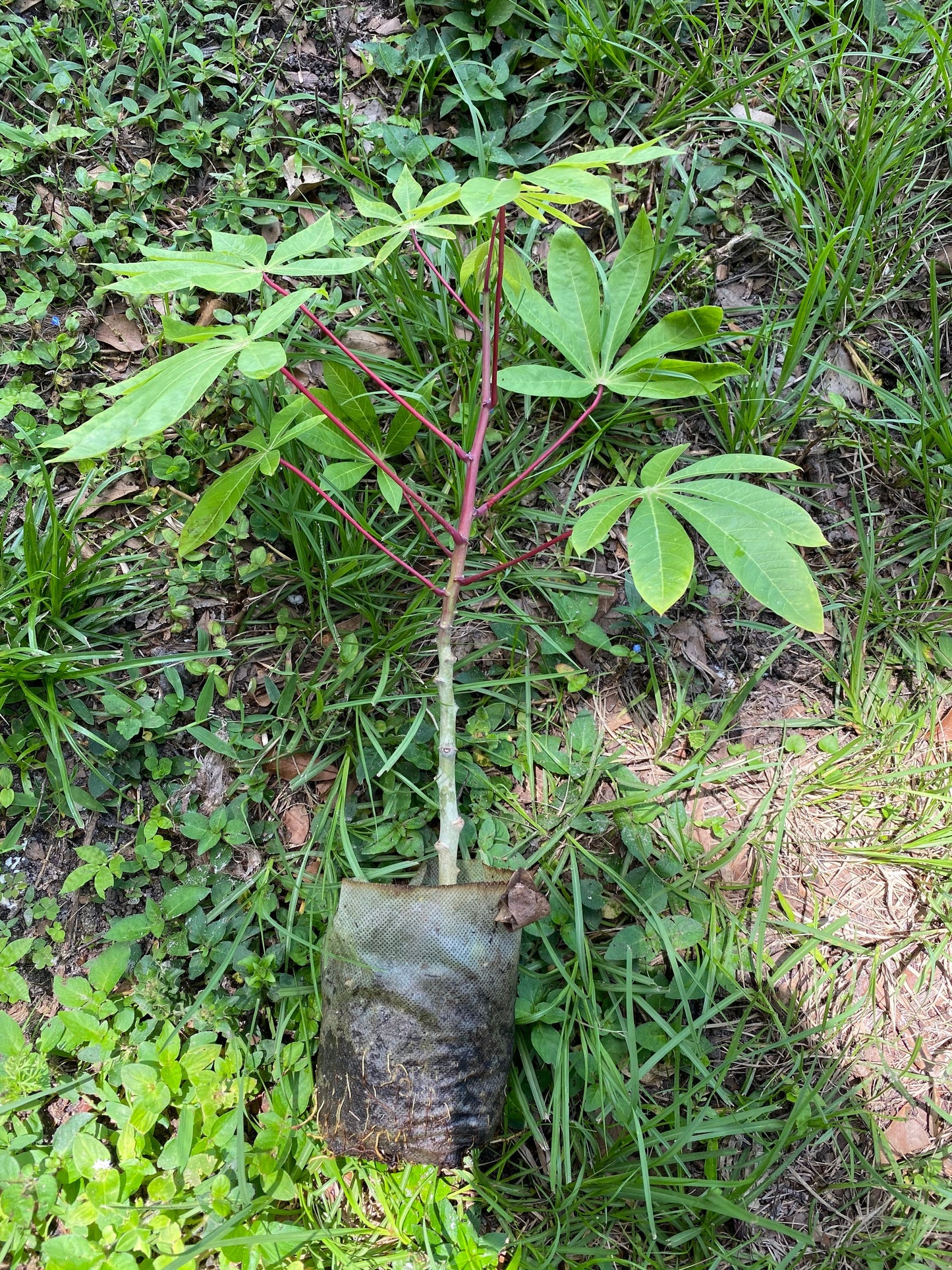 Cassava Plant, Rooted