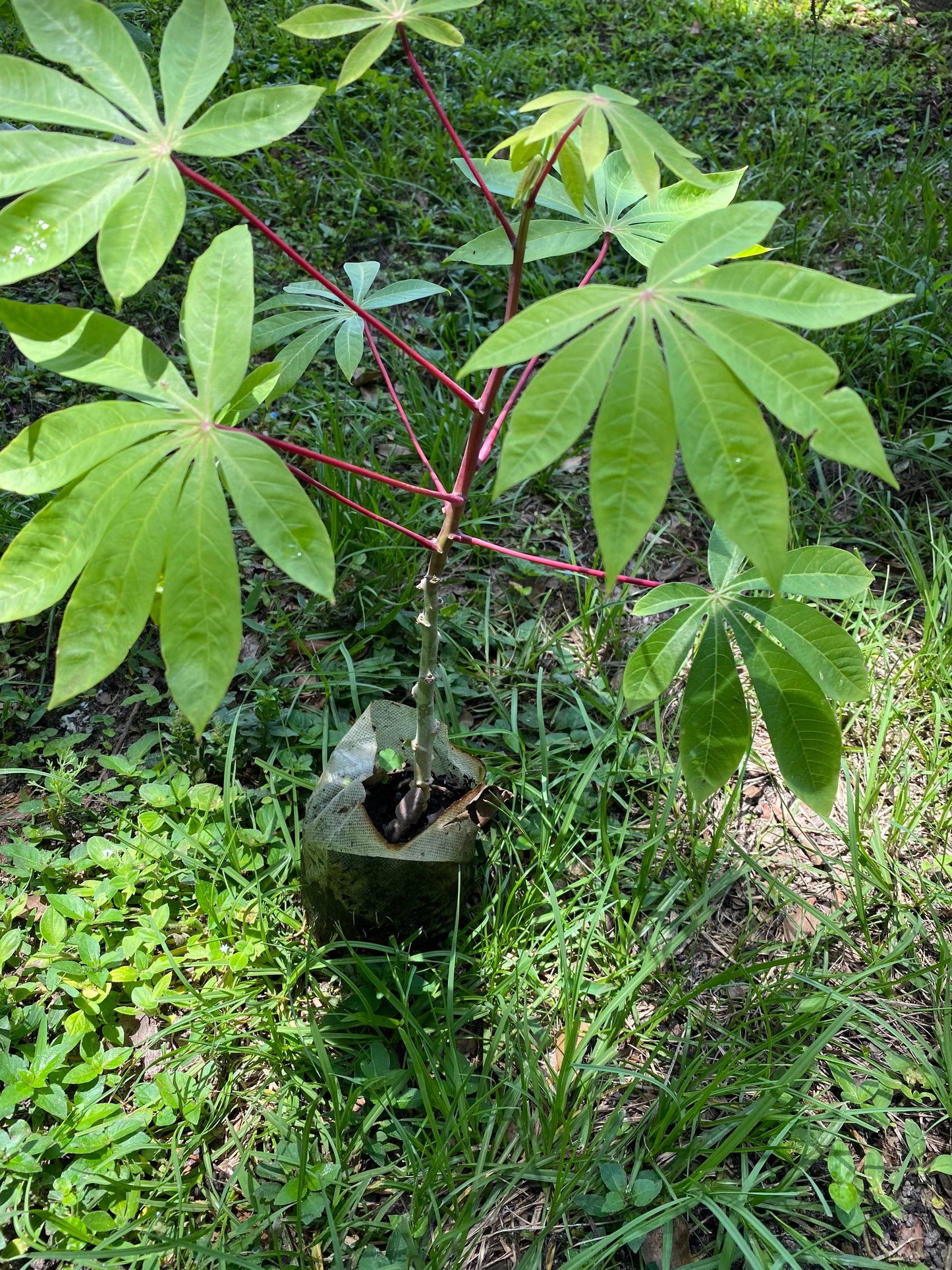 Cassava Plant, Rooted