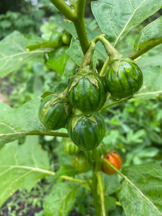 African Bitter Ball, solanum Aethiopicum,  Seeds. ID ABDRS11