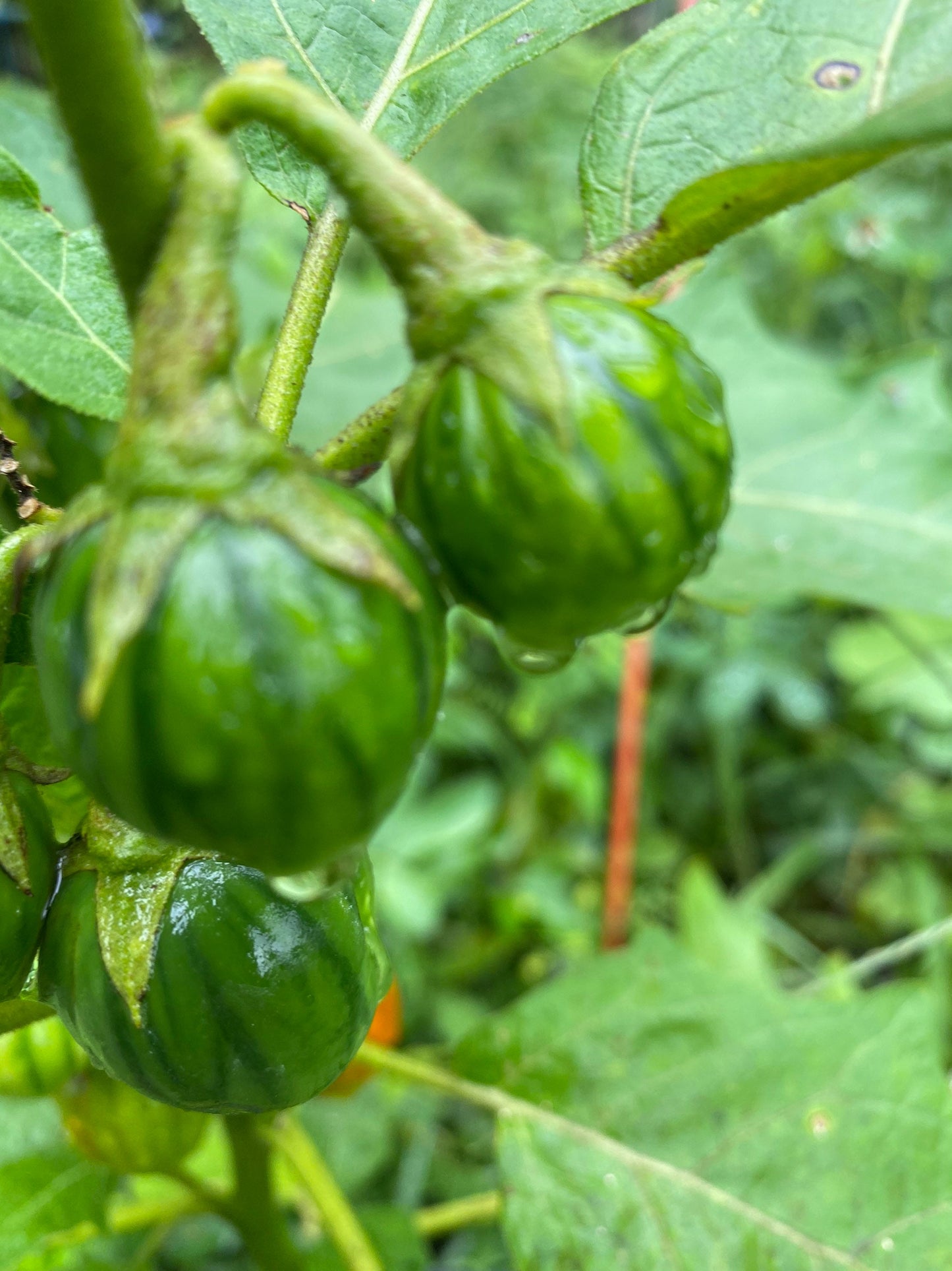 African Bitter Ball, solanum Aethiopicum,  Seeds. ID ABDRS11