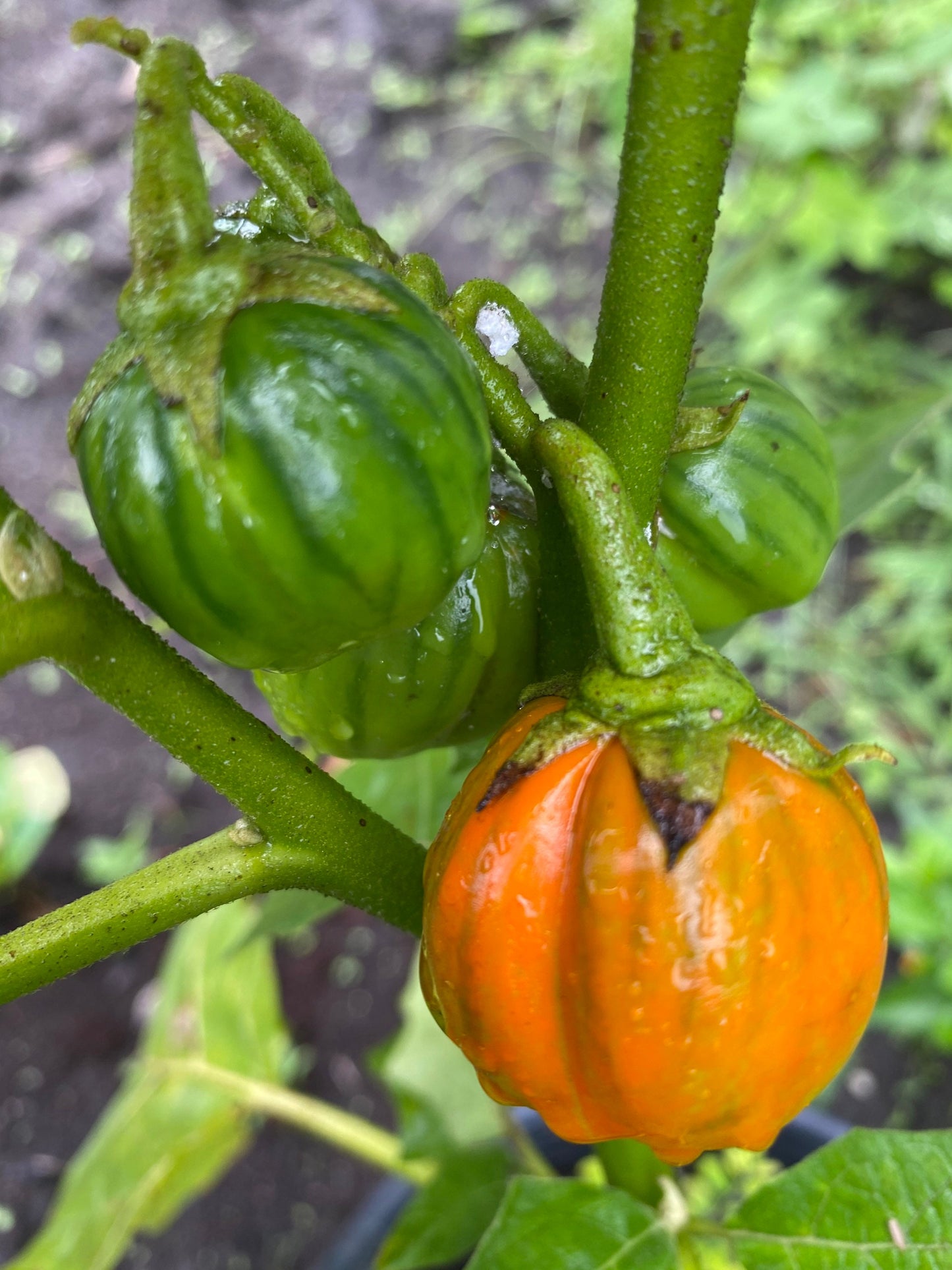 African Bitter Ball, solanum Aethiopicum,  Seeds. ID ABDRS11