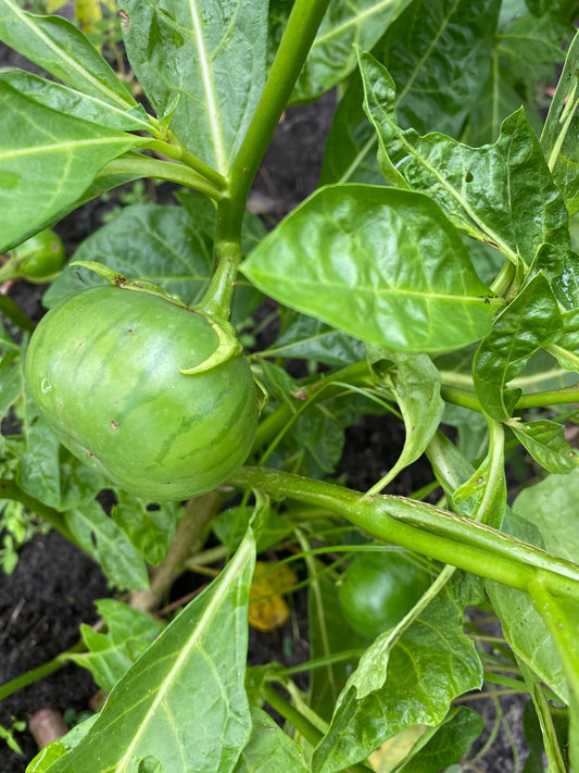 Gbogname Eggplant,Solanum macrocarpon Seeds