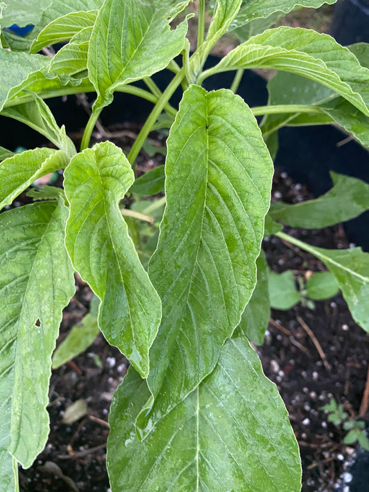 GREEN Amaranth (Green Variety) Bush greens,Careless Greens, Amaranthus, tete pupa, pigweed, , alefo, efo, bayam, Chinese Spinach), 500 seeds